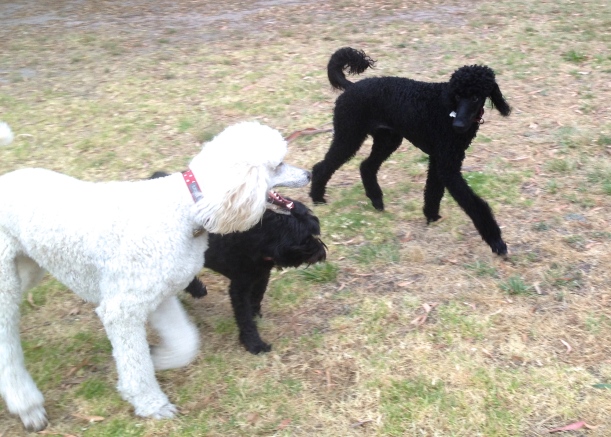 Me, the pup and Ollie hanging out at the park (sorry about the blurry pic we didn't want to keep still).